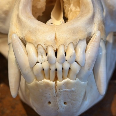 Crâne d'Ours Noir du Canada - Ursus americanus - Vendu avec permis CITES