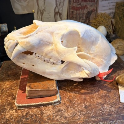 Black Bear Skull from Canada - Sold with CITES license