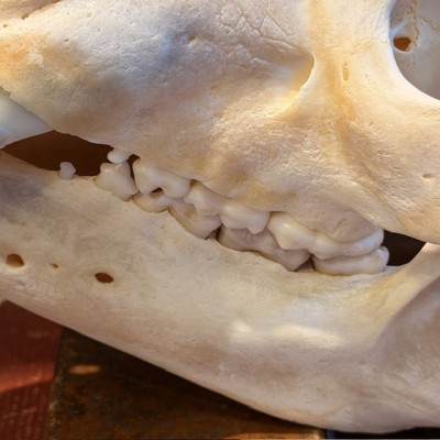 Crâne d'Ours Noir du Canada - Ursus americanus - Vendu avec permis CITES