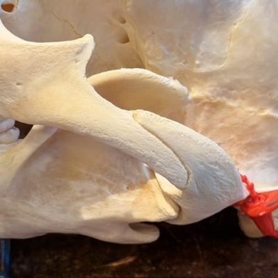 Black Bear Skull from Canada - Sold with CITES license