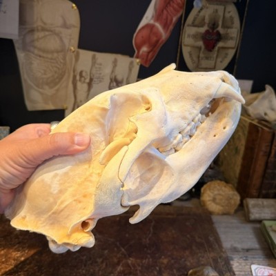 Black Bear Skull from Canada - Sold with CITES license
