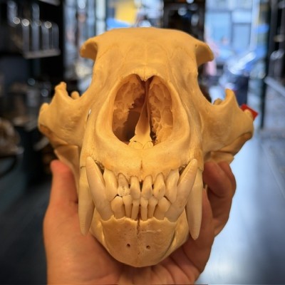Black Bear Skull from Canada - Sold with CITES license