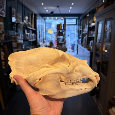 Black Bear Skull from Canada - Sold with CITES license