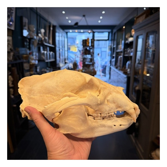Black Bear Skull from Canada - Sold with CITES license