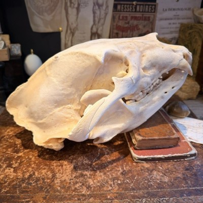 Black Bear Skull from Canada - Sold with CITES license