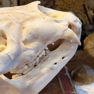 Black Bear Skull from Canada - Sold with CITES license