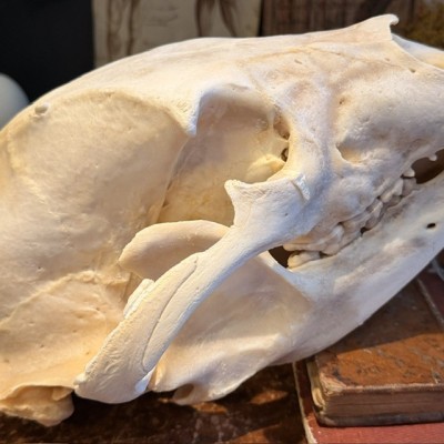 Black Bear Skull from Canada - Sold with CITES license