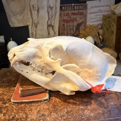 Black Bear Skull from Canada - Sold with CITES license