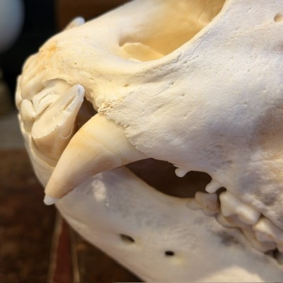 Black Bear Skull from Canada - Sold with CITES license