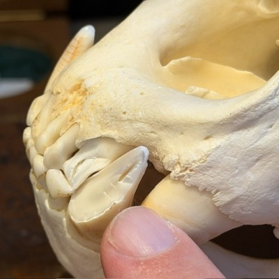 Black Bear Skull from Canada - Sold with CITES license