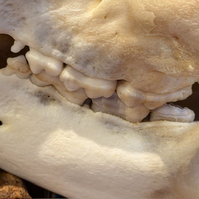 Black Bear Skull from Canada - Sold with CITES license