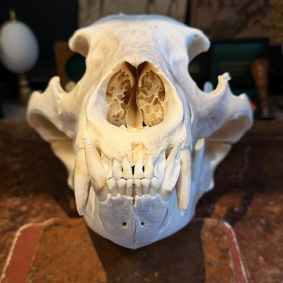 Black Bear Skull from Canada - Sold with CITES license