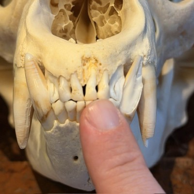 Black Bear Skull from Canada - Sold with CITES license