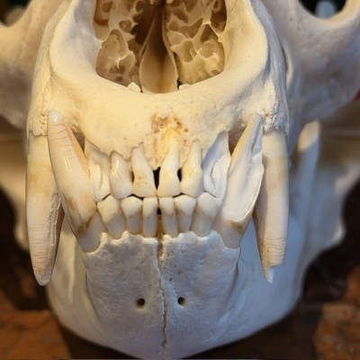 Black Bear Skull from Canada - Sold with CITES license