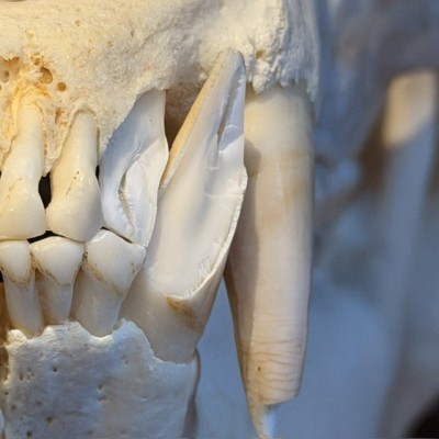 Black Bear Skull from Canada - Sold with CITES license