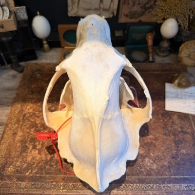 Black Bear Skull from Canada - Sold with CITES license