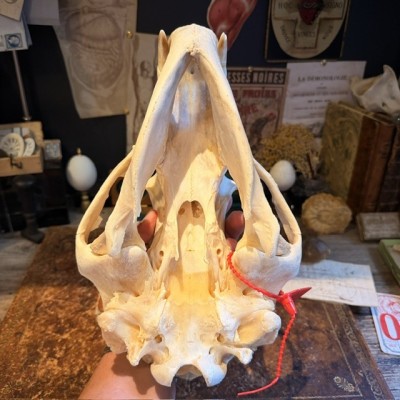 Black Bear Skull from Canada - Sold with CITES license