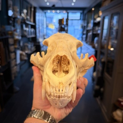 Crâne d'Ours Noir du Canada - Ursus americanus - Vendu avec permis CITES
