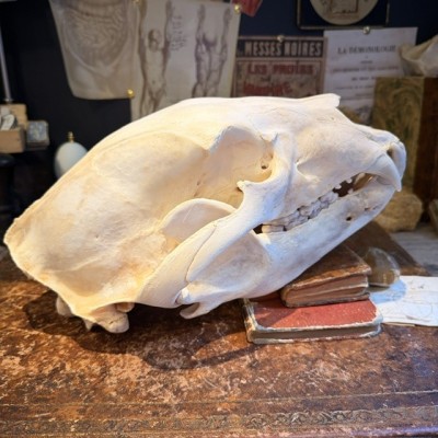 Black Bear Skull from Canada - Sold with CITES license