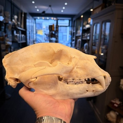 Black Bear Skull from Canada - Sold with CITES license