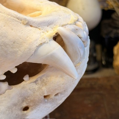 Black Bear Skull from Canada - Sold with CITES license