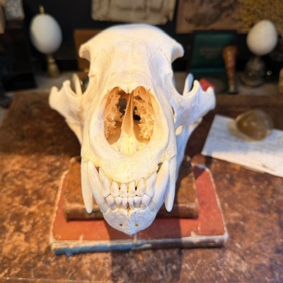 Black Bear Skull from Canada - Sold with CITES license
