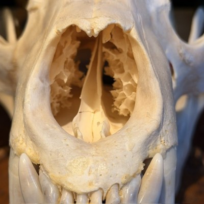 Black Bear Skull from Canada - Sold with CITES license
