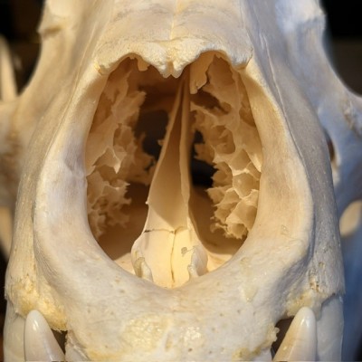 Black Bear Skull from Canada - Sold with CITES license