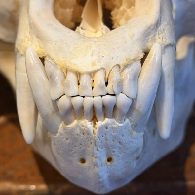 Black Bear Skull from Canada - Sold with CITES license