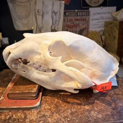 Black Bear Skull from Canada - Sold with CITES license