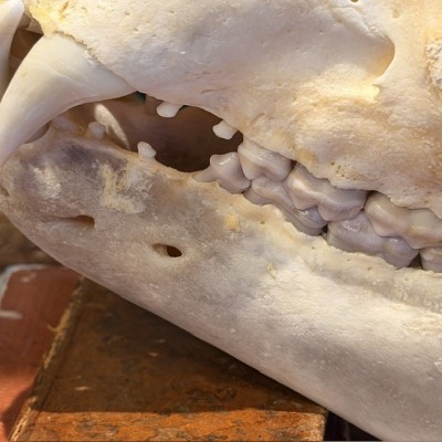 Black Bear Skull from Canada - Sold with CITES license