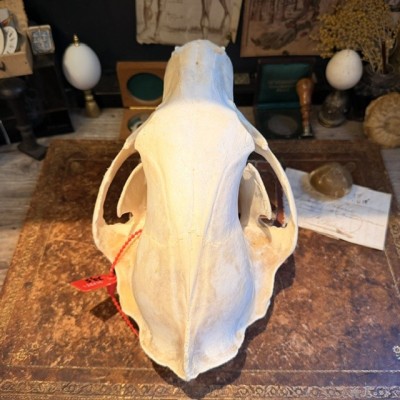 Black Bear Skull from Canada - Sold with CITES license