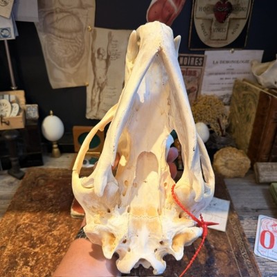 Black Bear Skull from Canada - Sold with CITES license