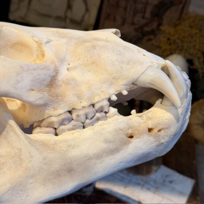 Black Bear Skull from Canada - Sold with CITES license
