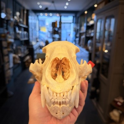 Black Bear Skull from Canada - Sold with CITES license