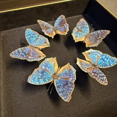 Junonia rhadama Butterflies - Entomologic box -  - Butterfly