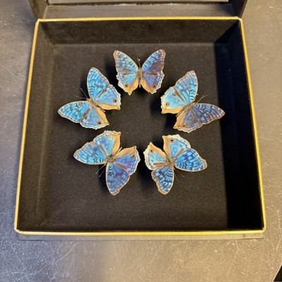 Junonia rhadama Butterflies - Entomologic box -  - Butterfly
