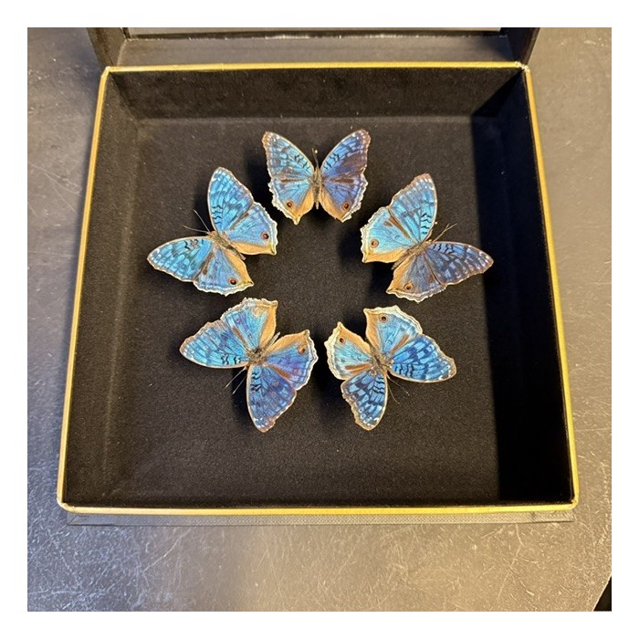 Junonia rhadama Butterflies - Entomologic box -  - Butterfly