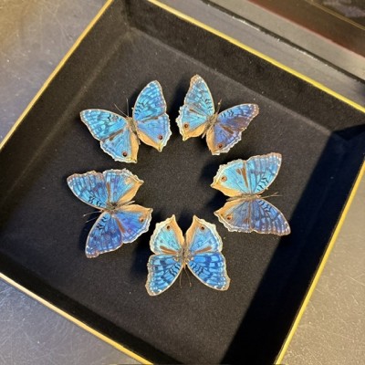 Junonia rhadama Butterflies - Entomologic box -  - Butterfly