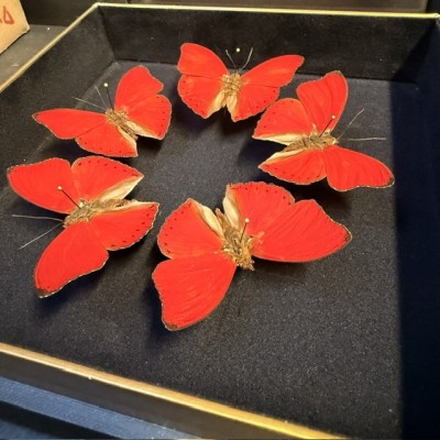 Papillon Cymothoe sangaris rouge de Centrafrique - Boîte entomologique reliée