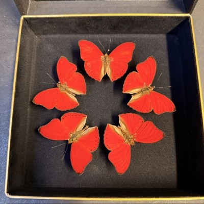 Entomologic box - 5 Cymothoe sangaris butterflies from Centrafrica