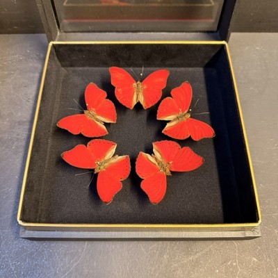 Entomologic box - 5 Cymothoe sangaris butterflies from Centrafrica