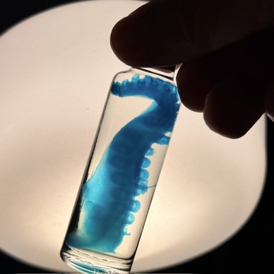 Diaphanie de Tentacule de Pieuvre - Préparation biologique