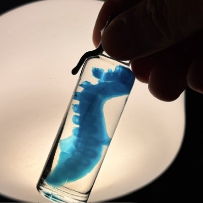 Diaphanie de Tentacule de Pieuvre - Préparation biologique
