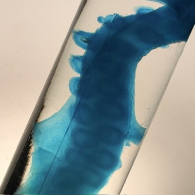 Octopus Tentacle Diaphanisation - Biological preparation