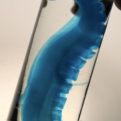 Octopus Tentacle Diaphanisation - Biological preparation