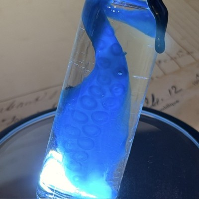 Octopus Tentacle Diaphanisation - Biological preparation
