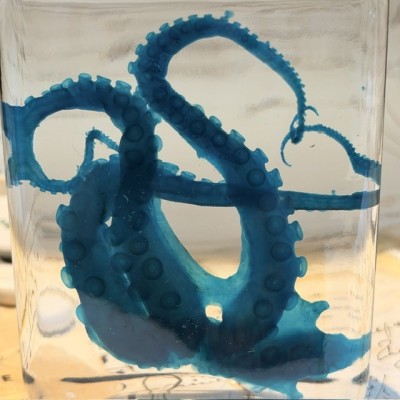 Octopus Tentacles Diaphanisation - Biological preparation