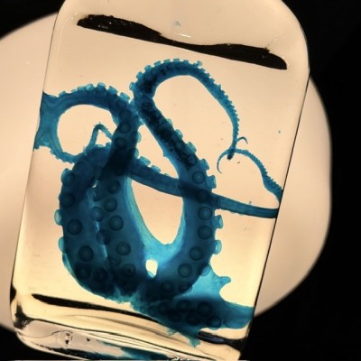 Octopus Tentacles Diaphanisation - Biological preparation