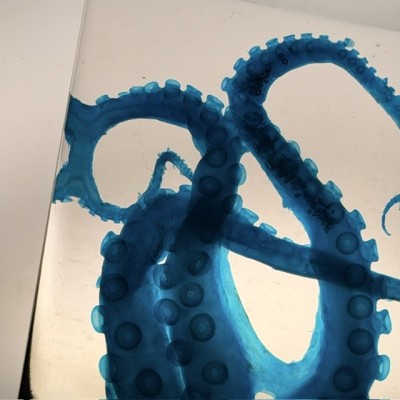 Octopus Tentacles Diaphanisation - Biological preparation